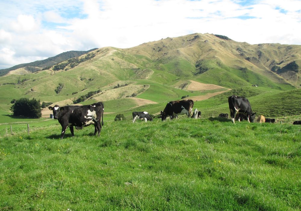 Image of cows in green pasture