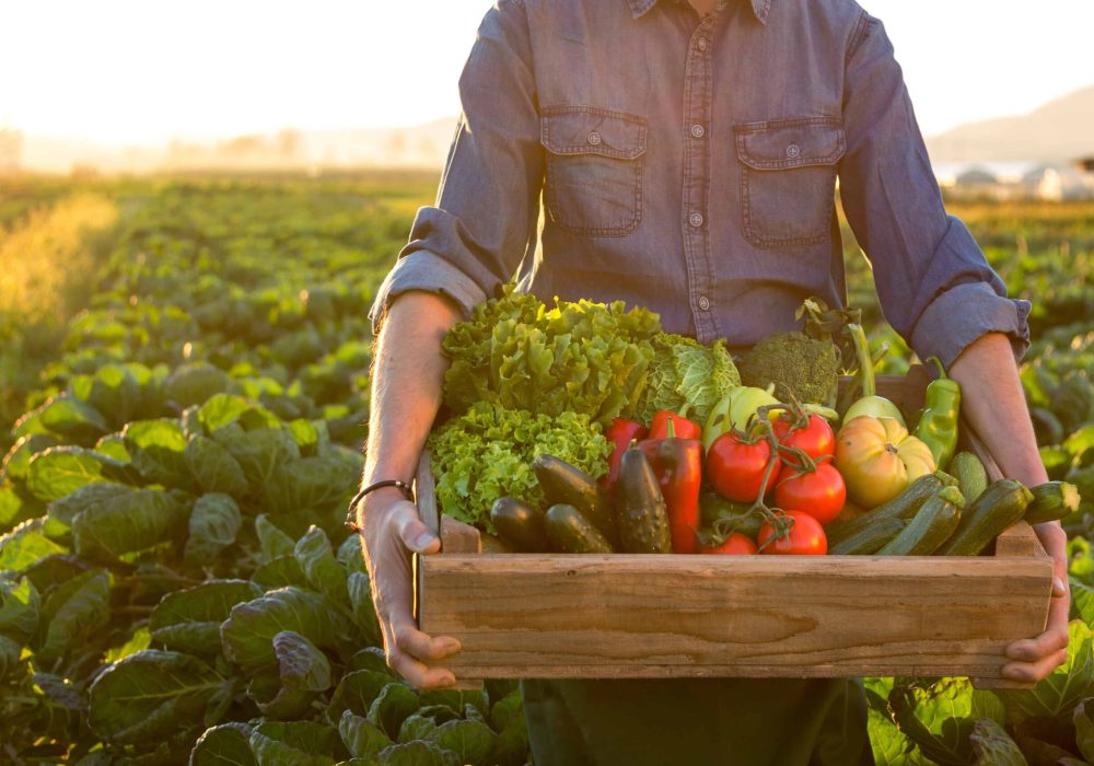 Image of farmer harvesting vegetables